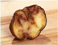 Potato Blight